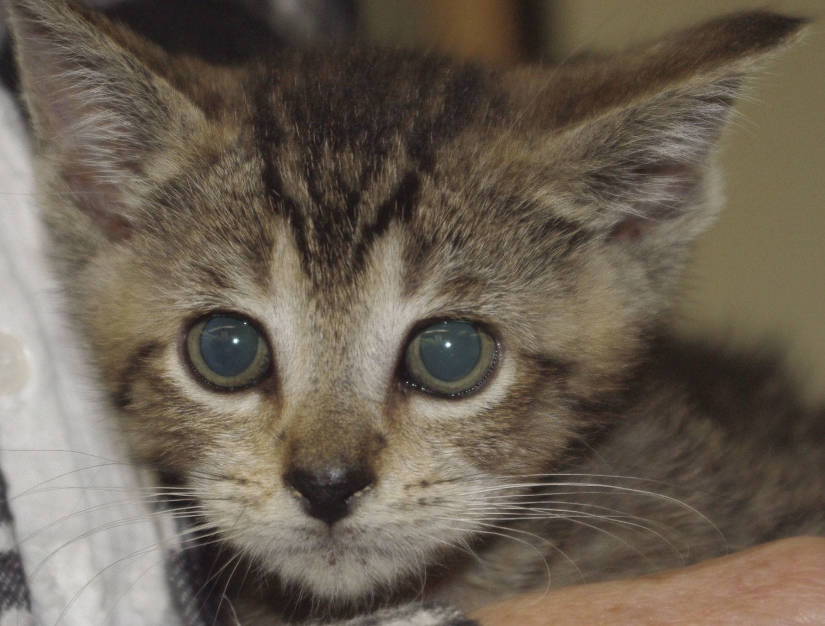 Pets of the Week: Mischief